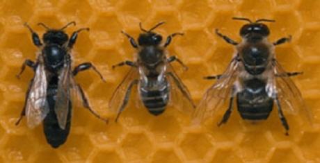 bienen - k�nigin, arbeiterin und drohne