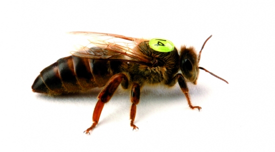 carnica mit apinaut pl�ttchen